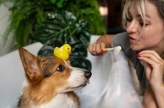 Basic Pet Hygiene Care: A Comprehensive Guide for Happy, Healthy Pets